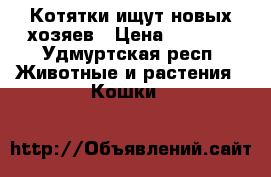 Котятки ищут новых хозяев › Цена ­ 2 500 - Удмуртская респ. Животные и растения » Кошки   